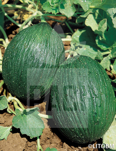 Melone – TENDRAL VERDE